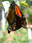 Butterfly Farm in Fredericksburg, TX