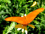 Butterfly Farm in Fredericksburg, TX