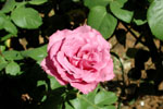 Roses in Our BackYard